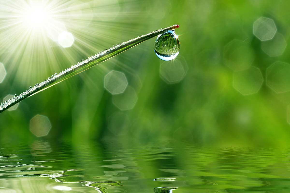 Standard-Motiv 8: Grünes Wassertropfen-Motiv im brillanten Licht