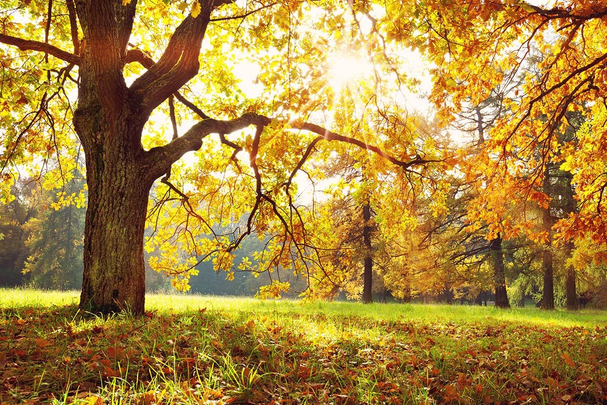 Standard-Motiv 9: Herbstliche Laubbäume im Sonnenlicht