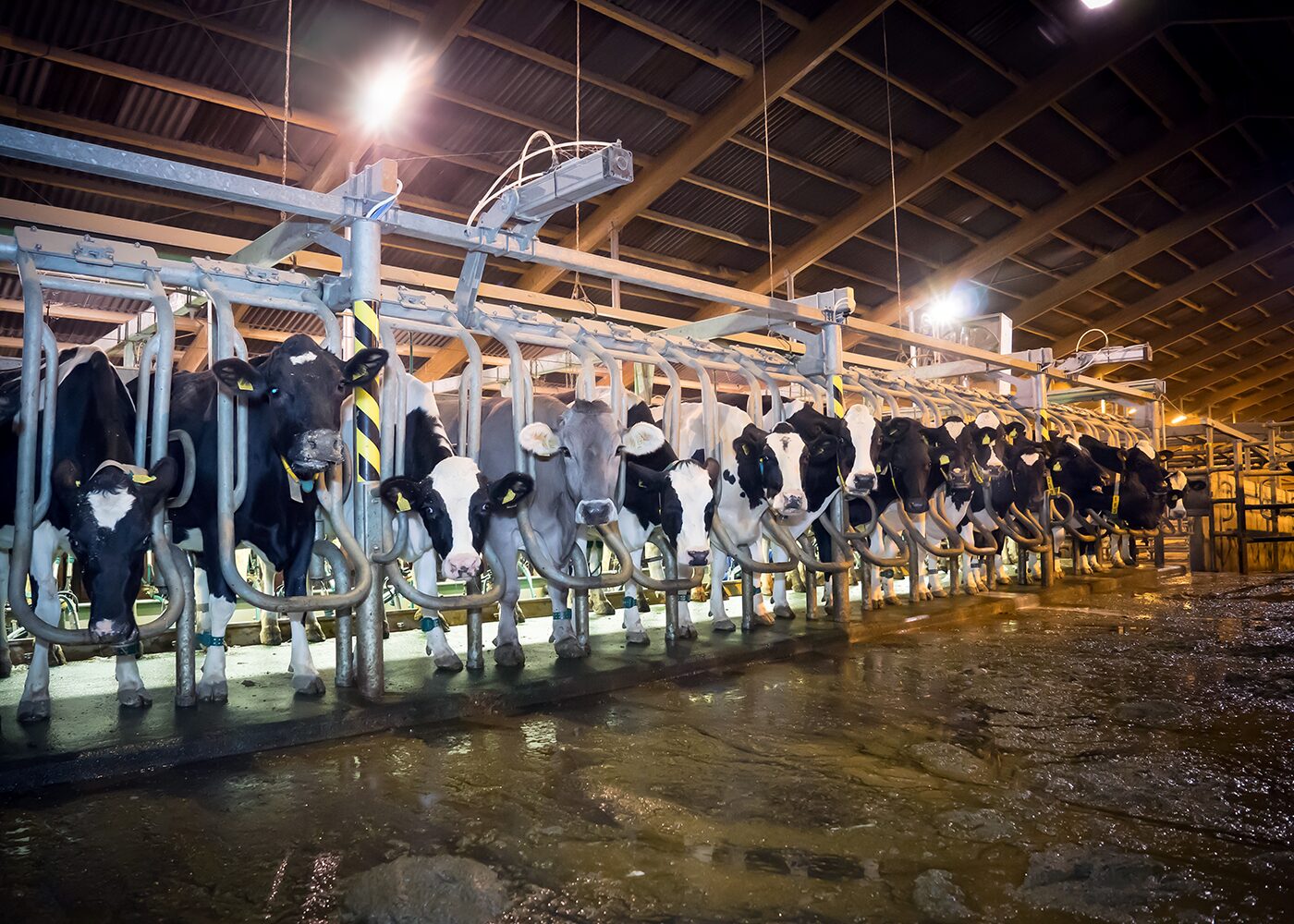 Anwendung Melkstand LED Langfeldleuchte ROBUSTO mit Schutzart IP 69 K